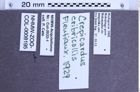 Etiketten zu Crepicardus cribricollis (Fleutiaux, 1929) (NHMW-ZOO-COL-0008195)